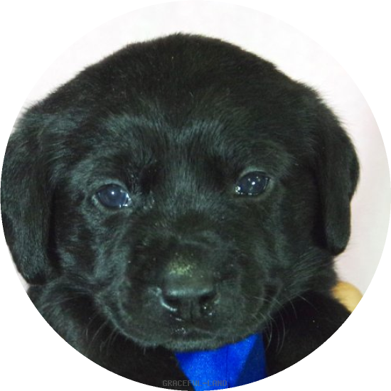 英国ラブラドールの子犬(A child of エルダー & ) 英国ラブラドールの子犬